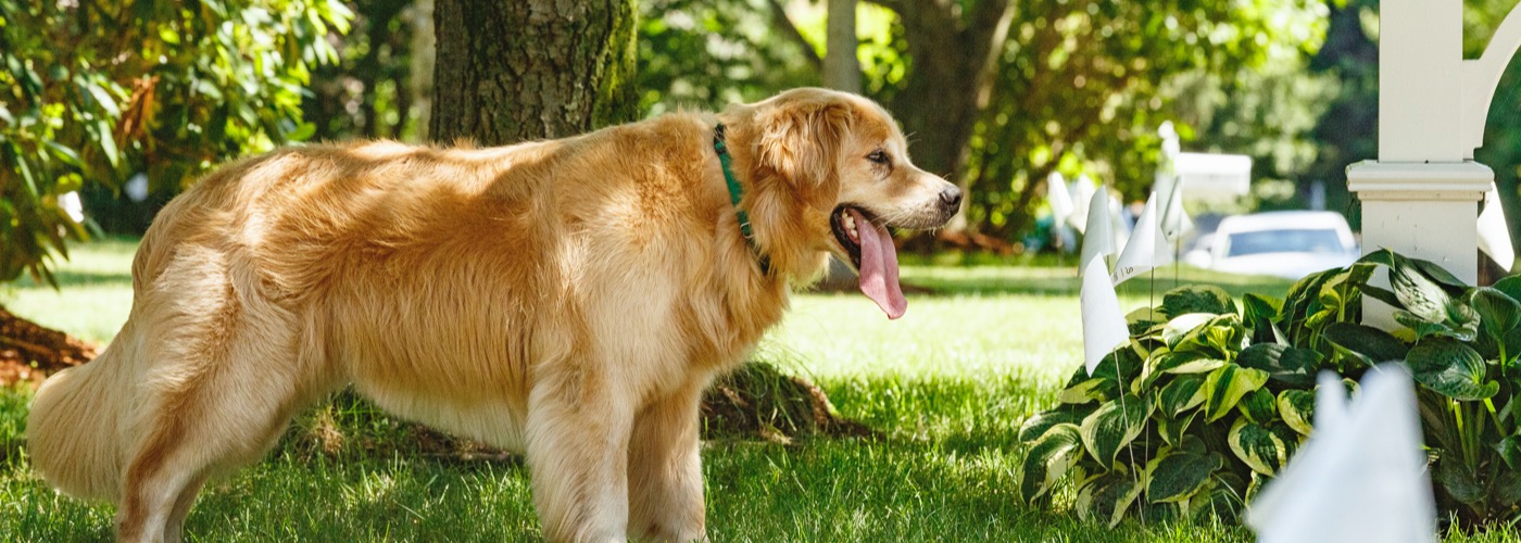 DogWatch by Billone Fence, Fairport, New York | Outdoor Hidden Dog Fences Slider Image