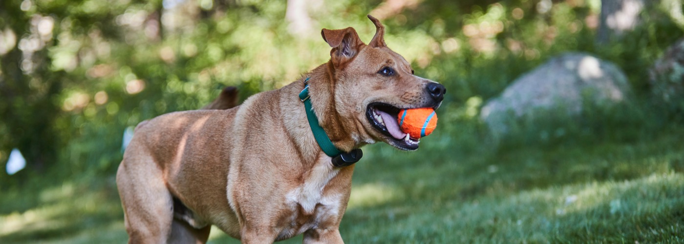 DogWatch by Billone Fence, Fairport, New York | ProFenceX Slider Image